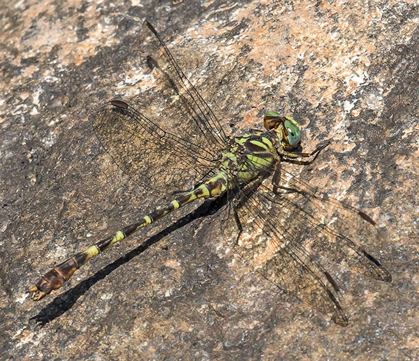 Microgomphus nyassicus